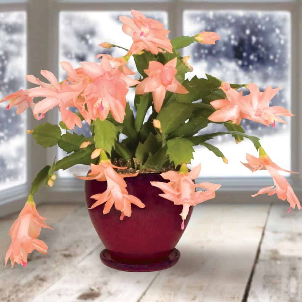 a blooming Christmas cactus plant called Christmas Fantasy