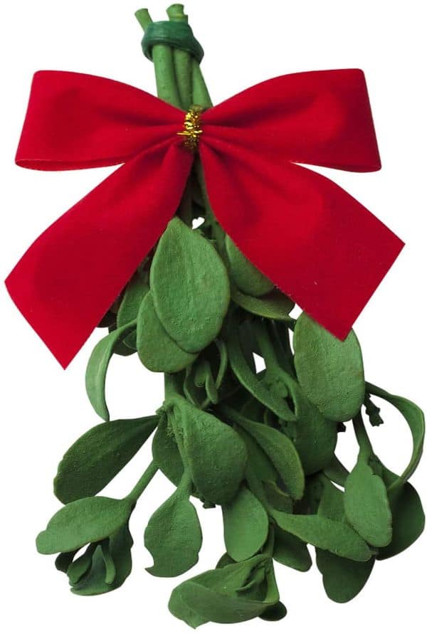 a sprig of mistletoe with a red ribbon