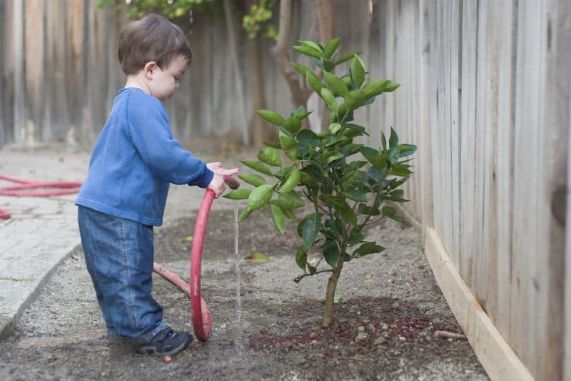 a boy waters a tree with a hose