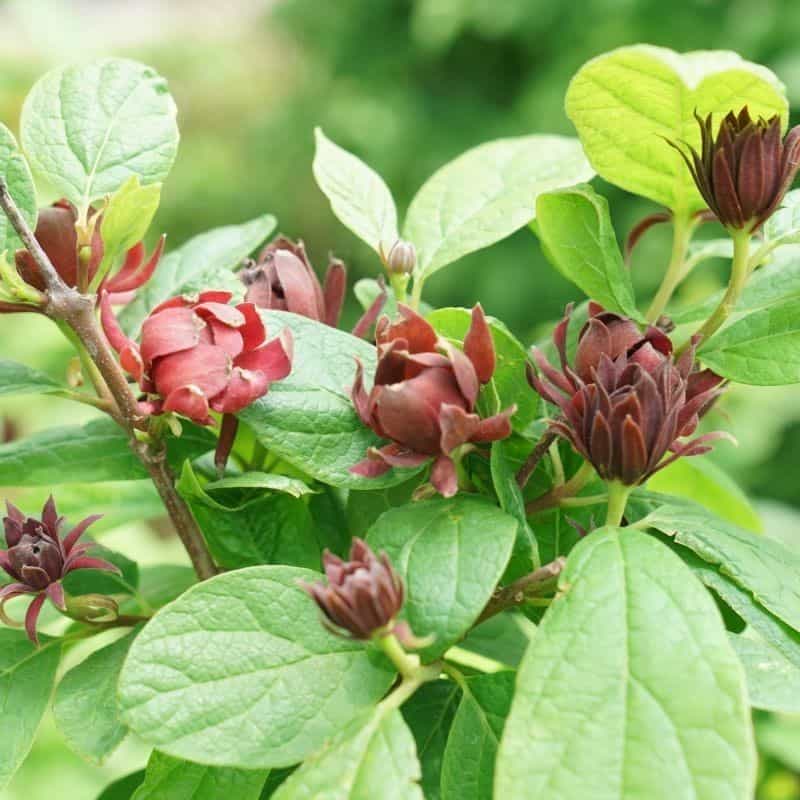 a flowering shrub called Calycanthus simply scentsational