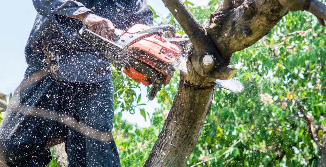 a man uses a chainsaw to remove a tree branch