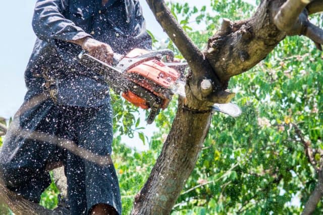 a man uses a chainsaw to remove a tree branch
