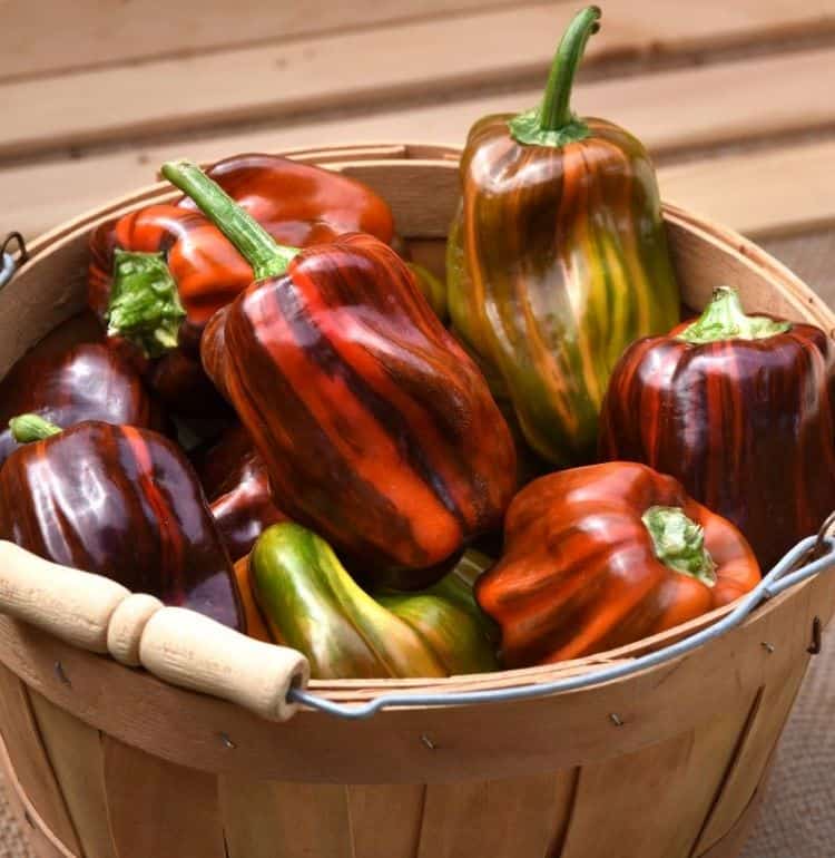 a bushel of 'candy cane chocolate cherry' bell peppers