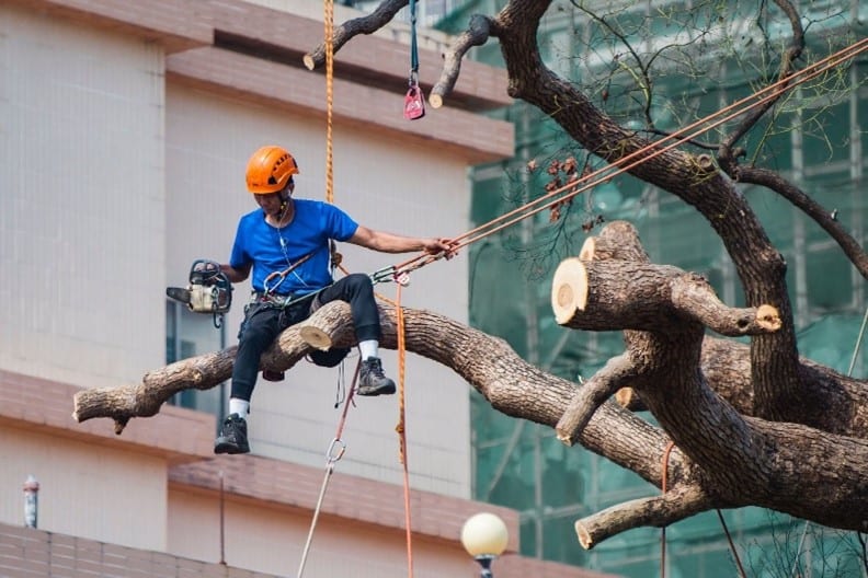 a professional arborist removes a tree branch