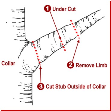 how to remove a tree branch illustration