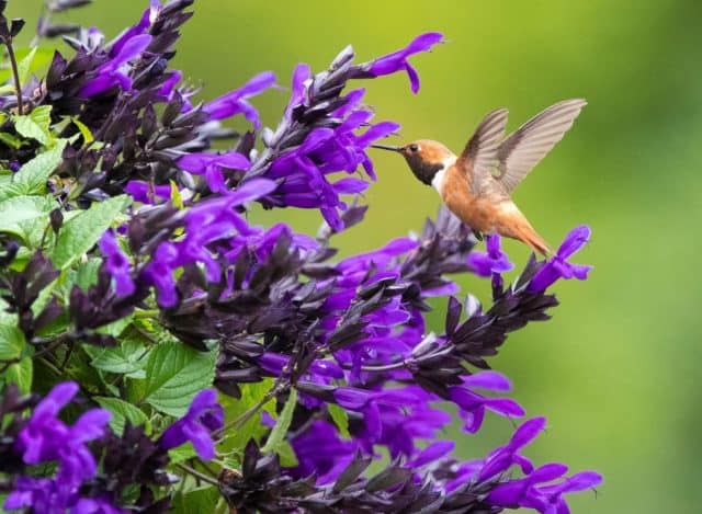 hummingbird visits a Salvia Hummingbird Falls plant