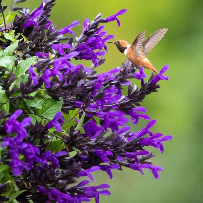salvia hummingbird falls