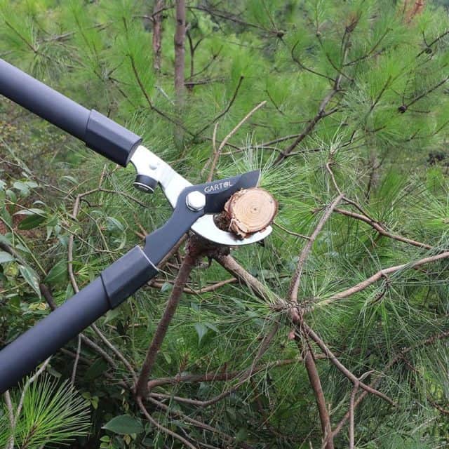 Should You Water Trees in Winter? Expert Tree Care Advice