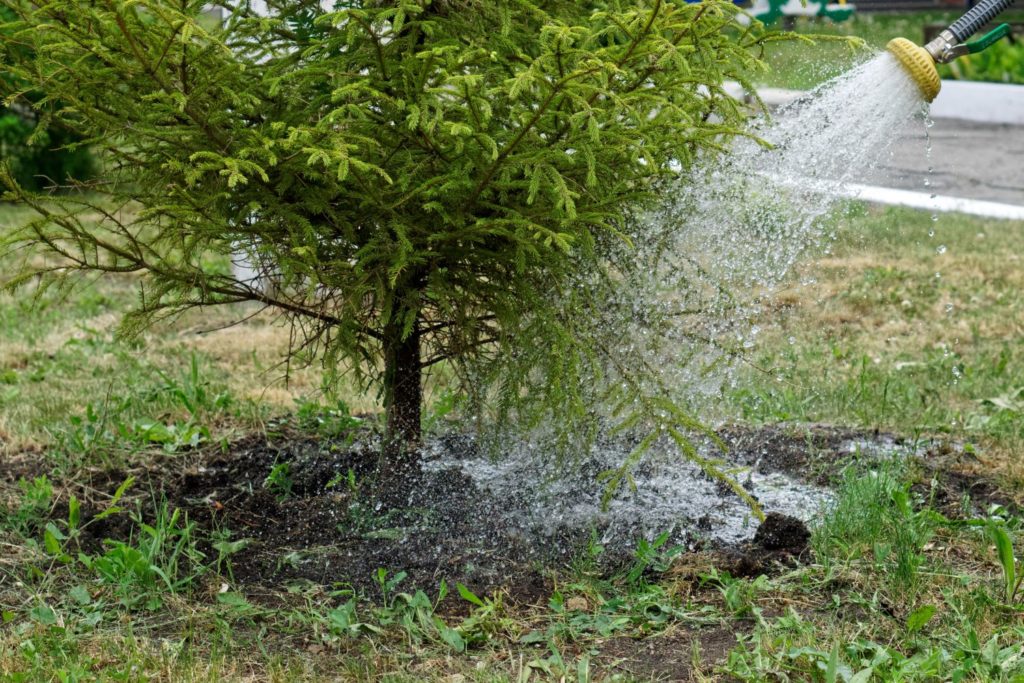 Should You Water Trees in Winter? Expert Tree Care Advice