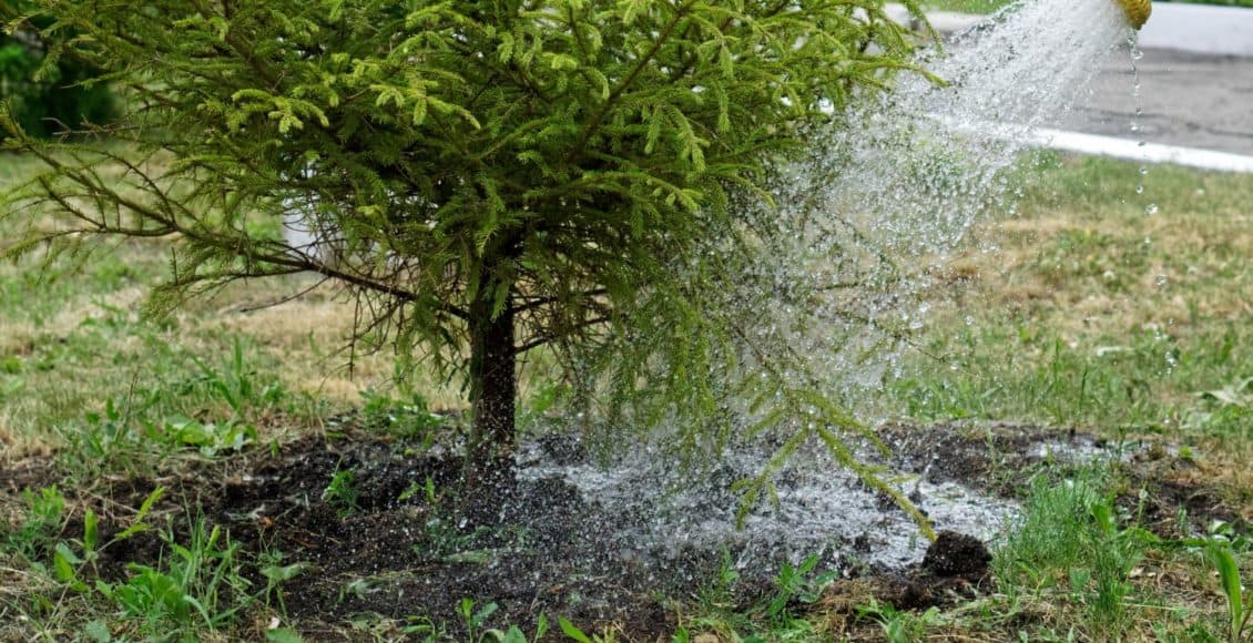 water trees in winter to keep them healthy