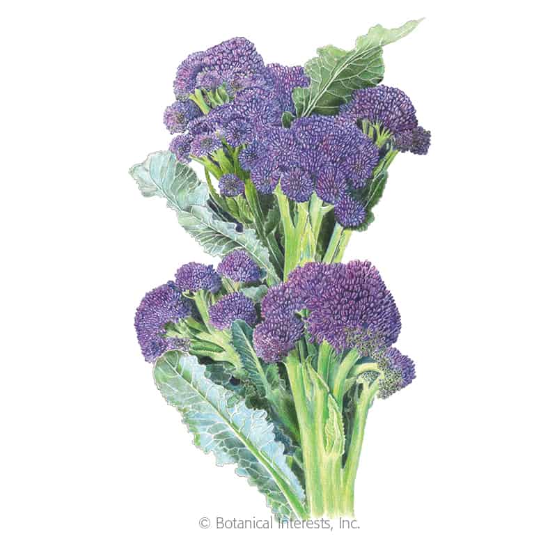 best new vegetable seeds include burgundy broccoli