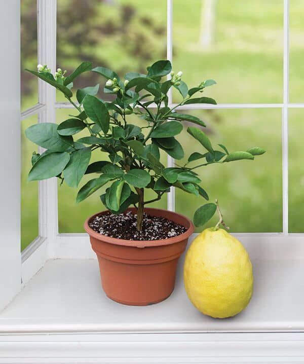 a ponderosa lemon next to a container-grown American wonder lemon tree
