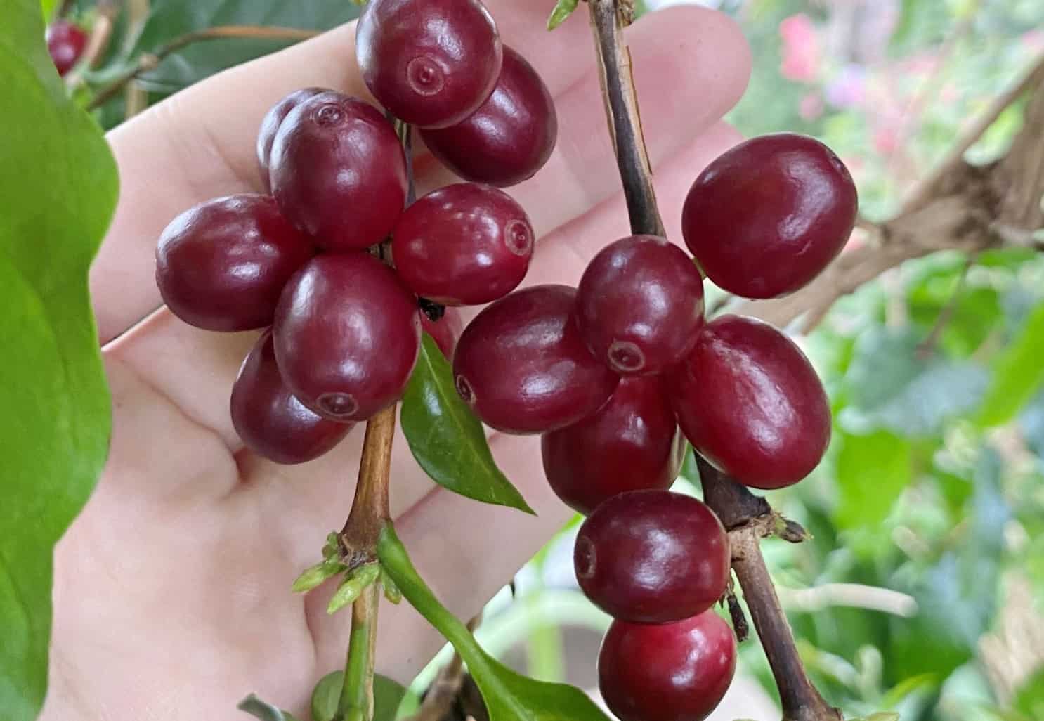 ripe coffee cherries growing on a coffee tree