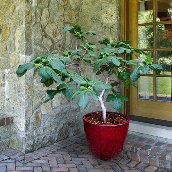 a fignomenal fig tree growing in a container pot