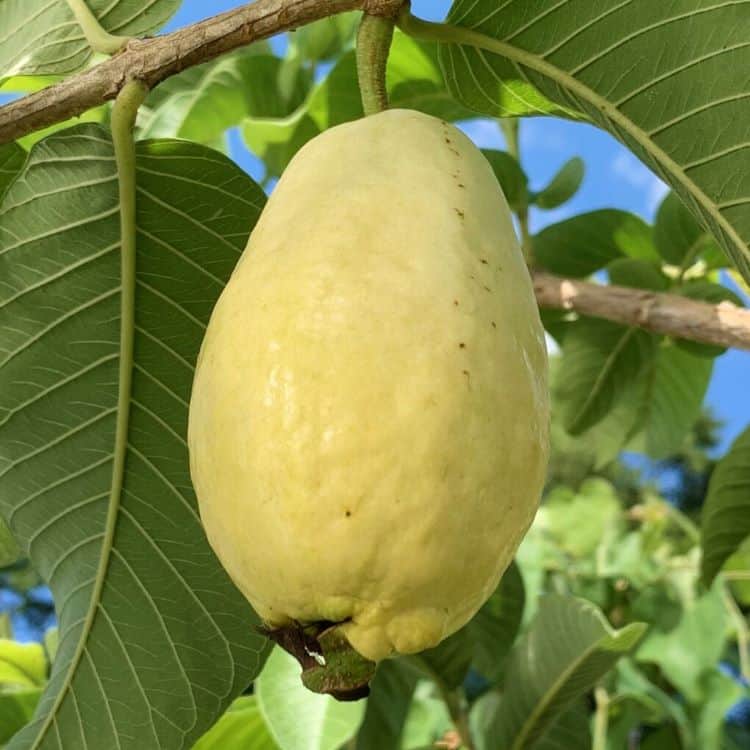 an egyptian longneck guava tropical fruit