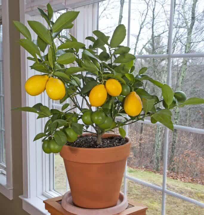 a meyer lemon tree growing indoors as a potted plant