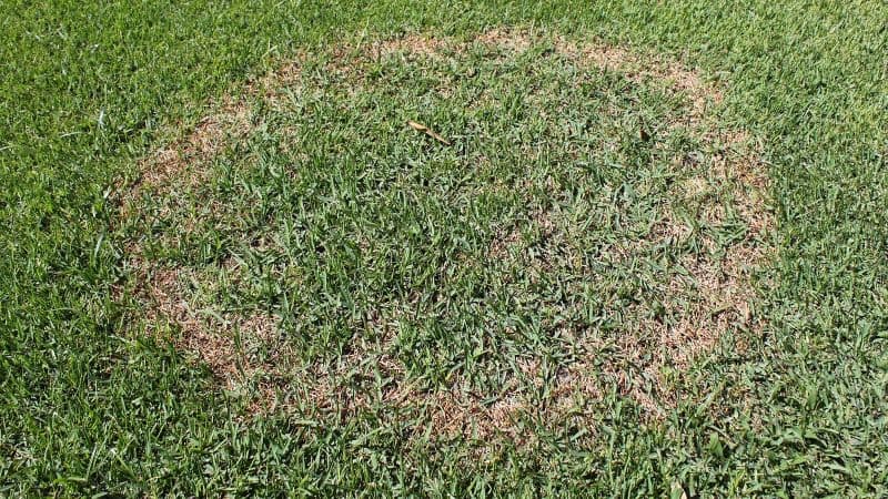brown patch disease in a green lawn