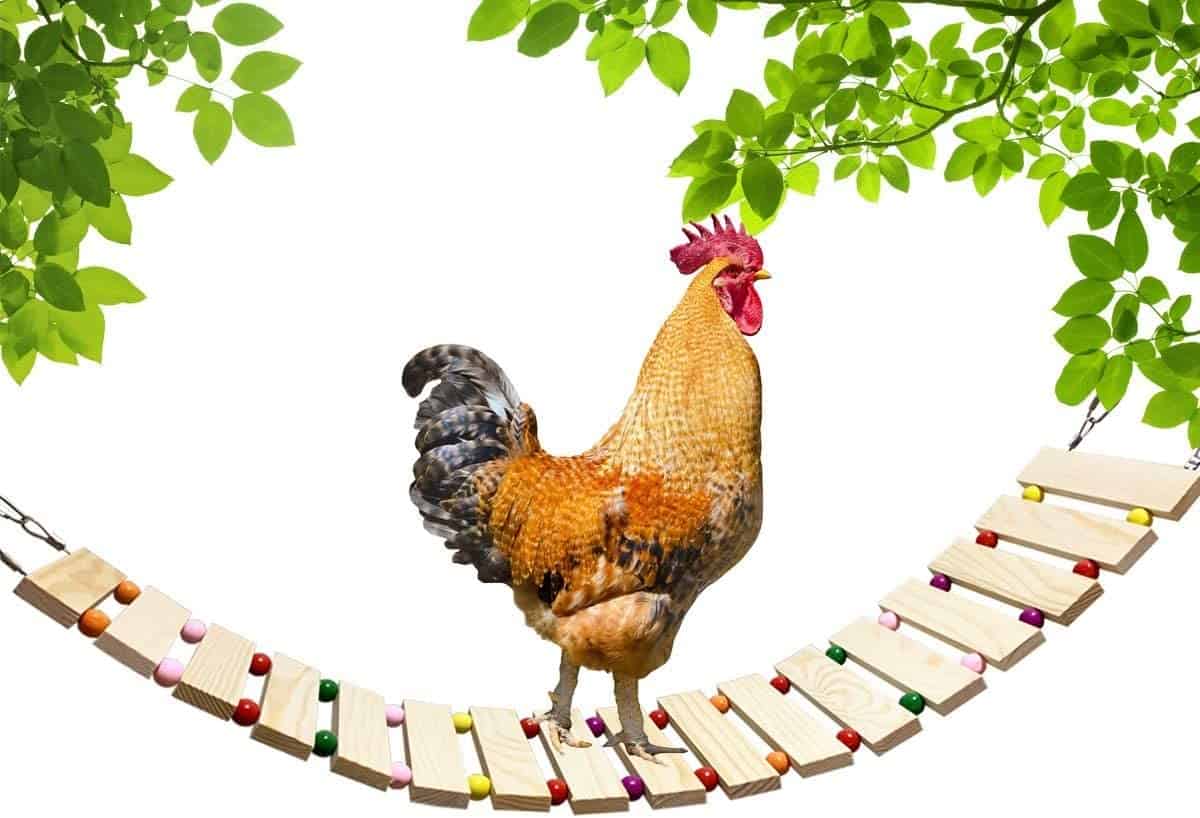 a rooster walks across a chicken ladder toy