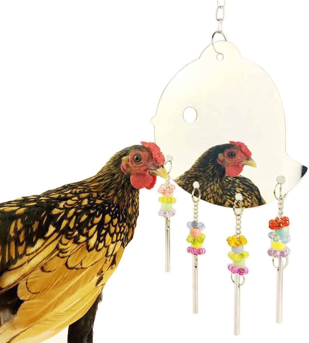 chicken enrichment ideas include a mirror for the chicken coop
