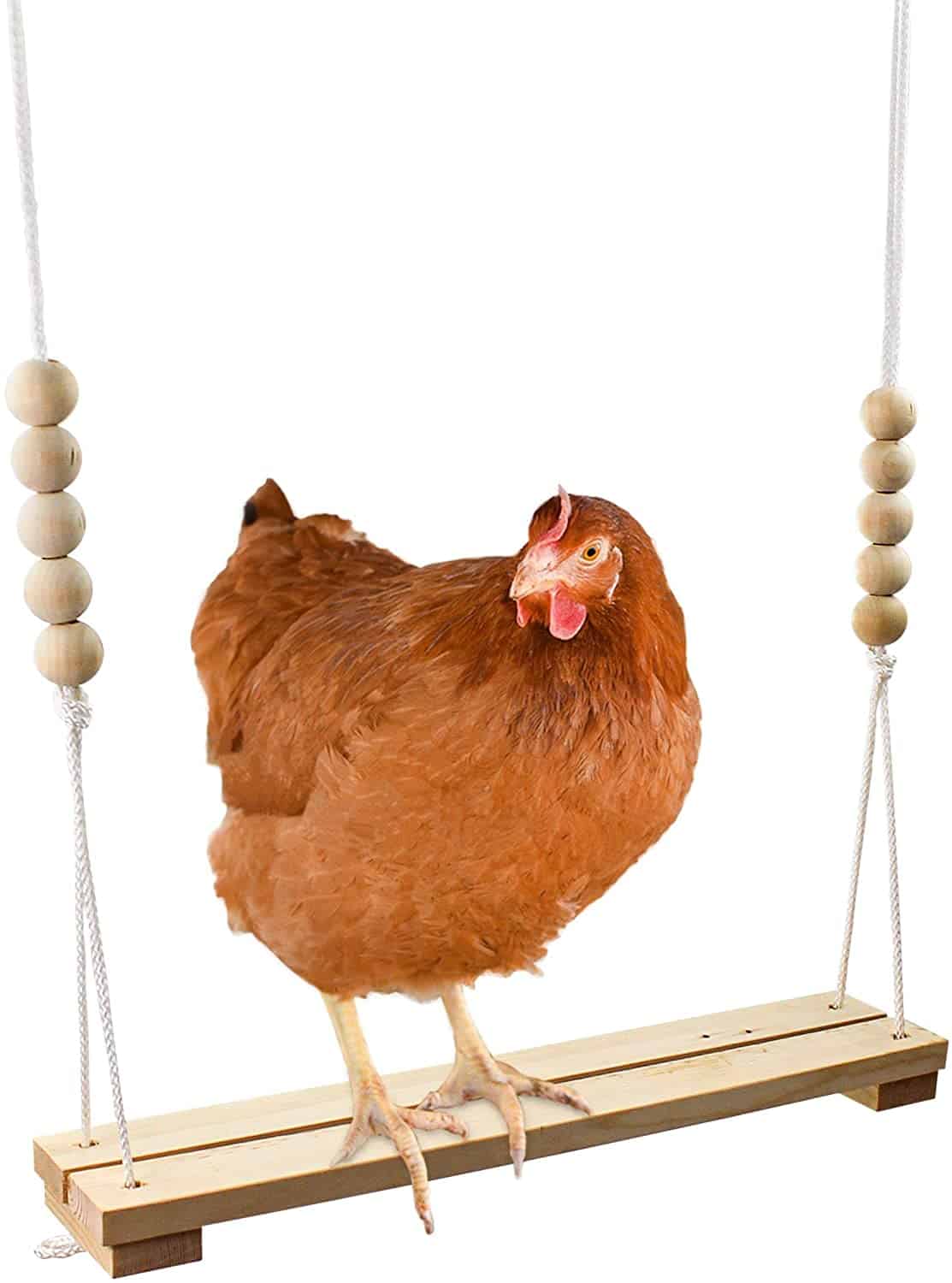 a chicken swing for hens