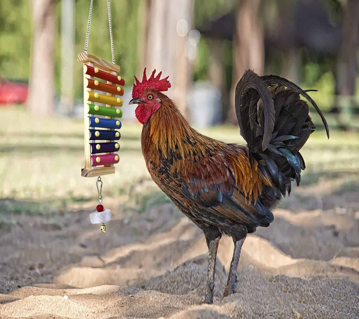chicken enrichment ideas