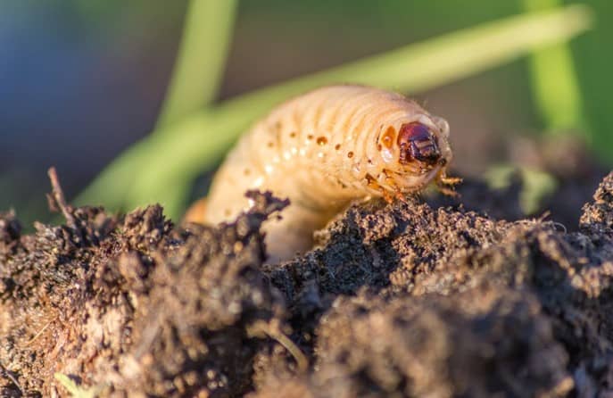 lawn grub worm control is an important spring lawn care task