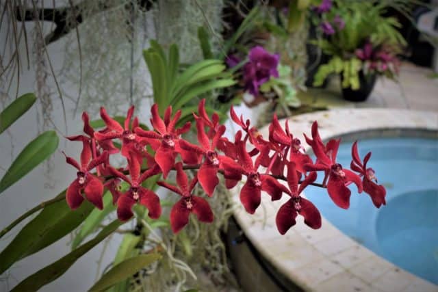 orchid garden pool landscape