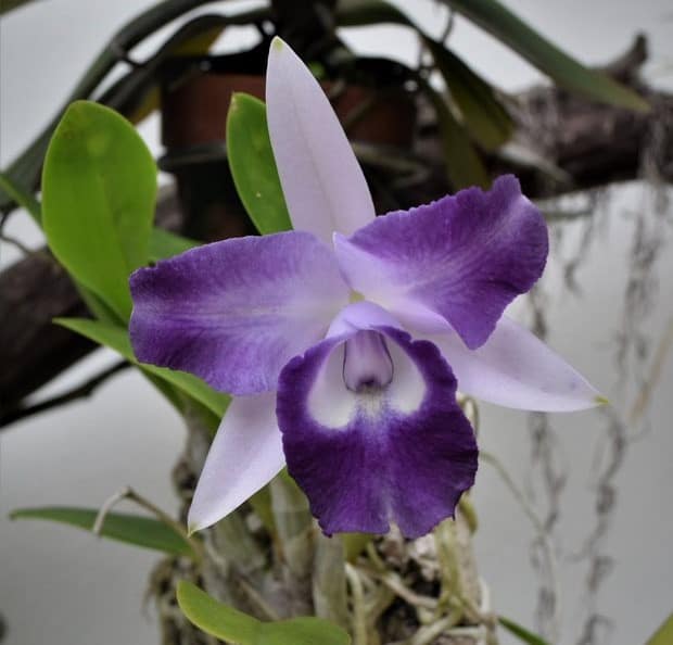 A gorgeous purple and white orchid flower in full bloom