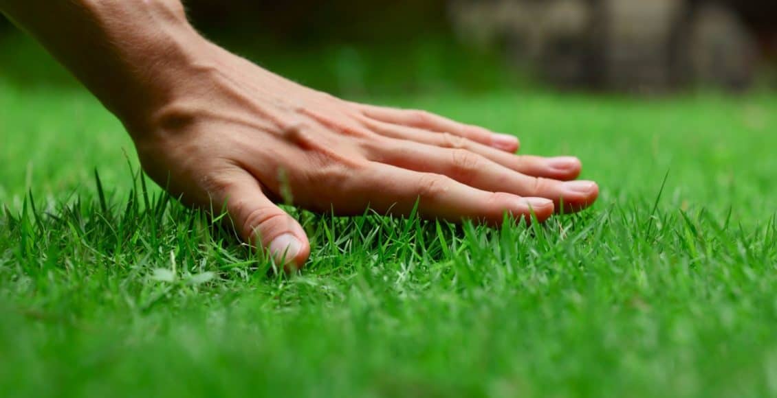 spring lawn care tips for a beautiful lawn