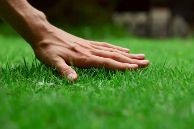 spring lawn care tips for a beautiful lawn