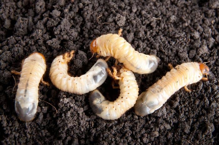underground grubs can cause bare spots in lawns