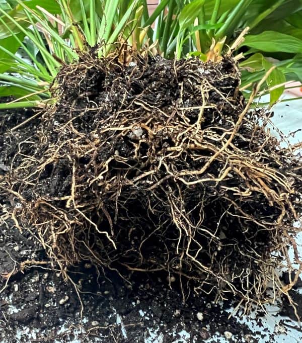 loosen the root ball before you repot a peace lily houseplant