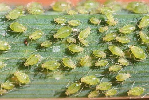 green aphids on a plant leaf