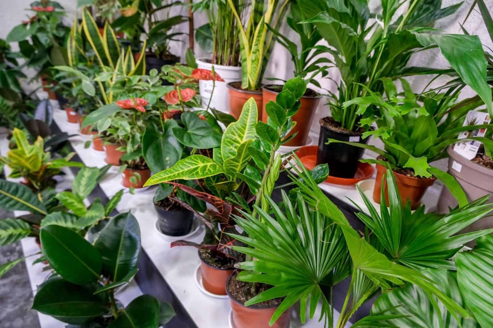 air purifying indoor plants can make beautiful houseplants