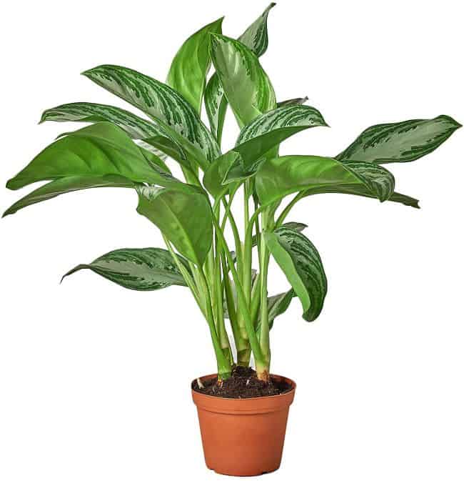 Chinese evergreen plant (Aglaonema modestum)