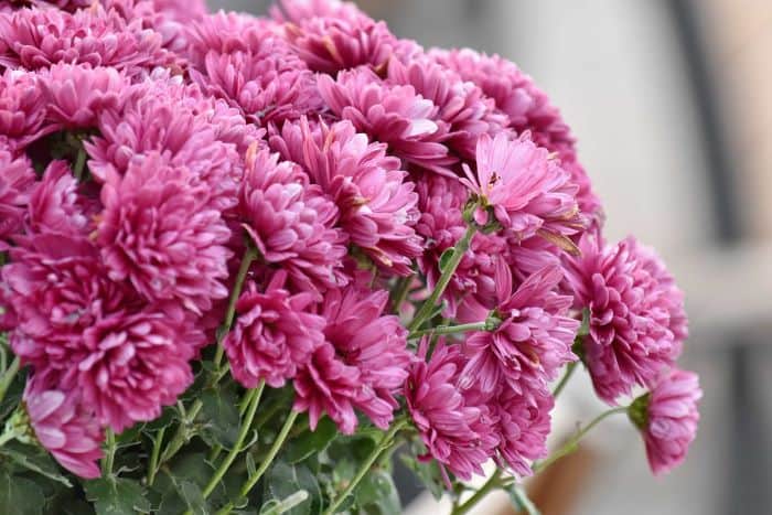 chrysanthemum plant covered with pink flowers