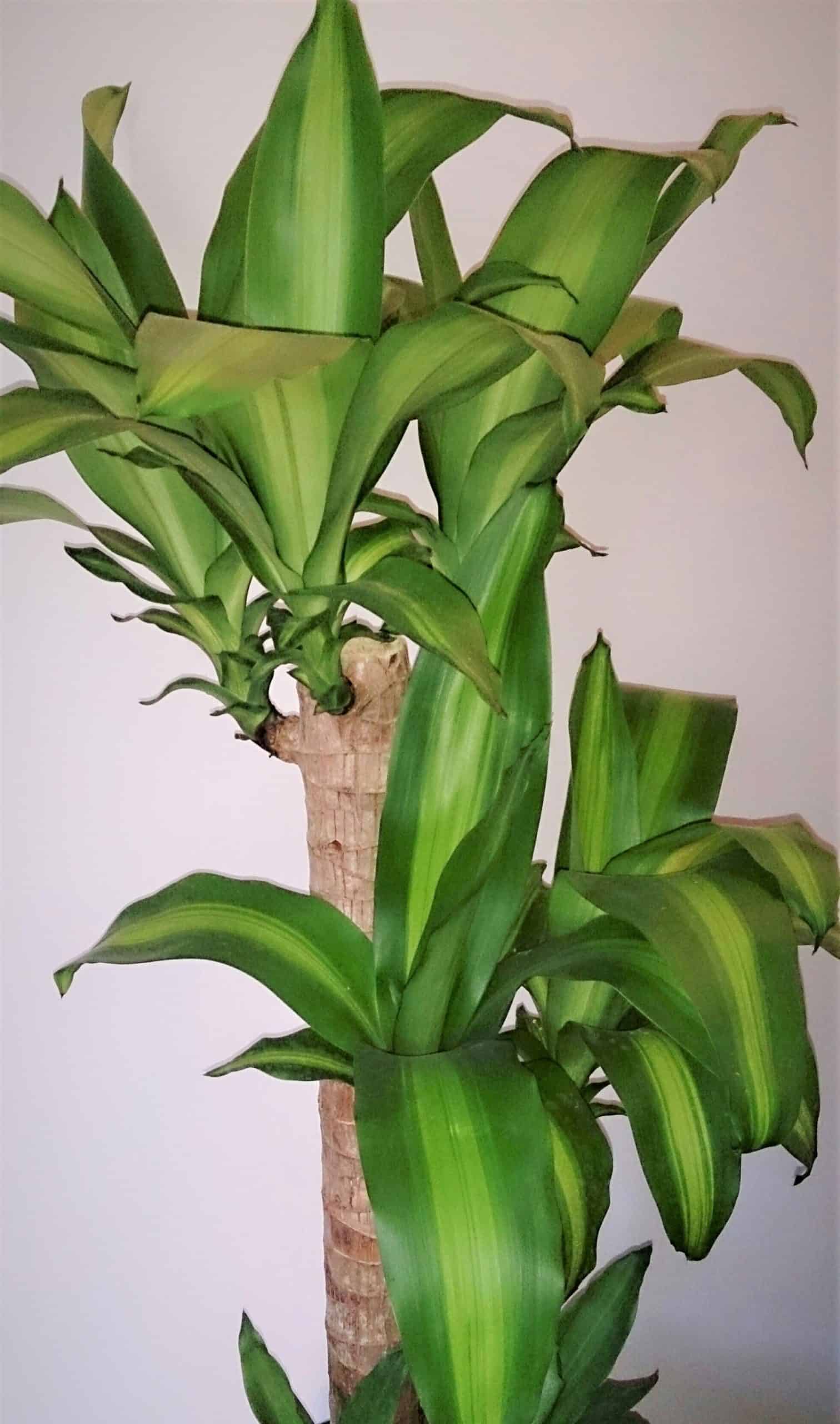 air purifying indoor plant Dracaena fragrans.