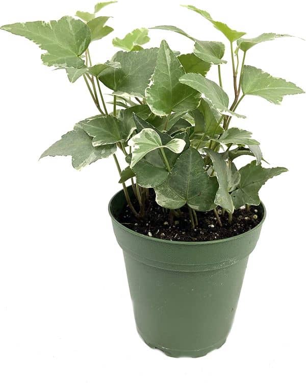 air purifying indoor plant English ivy