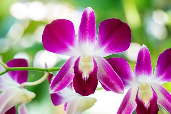 Gorgeous fuchsia and white flowers on a Dendrobium orchid plant.