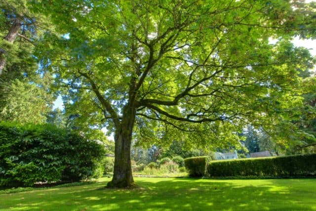 a giant tree in a green lawn