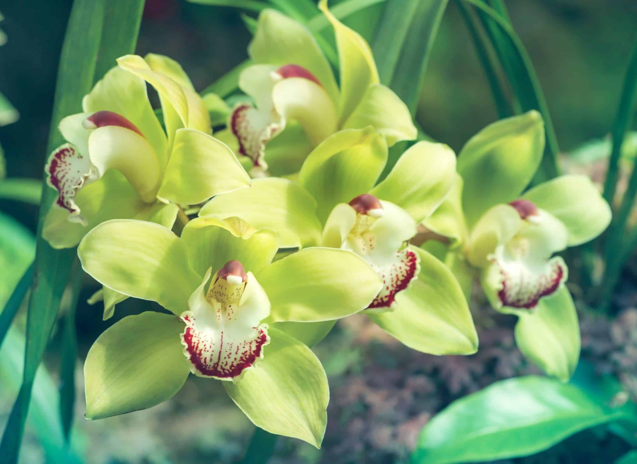 growing orchid plants like this cymbidium orchid plant flowers with green petals is easy 