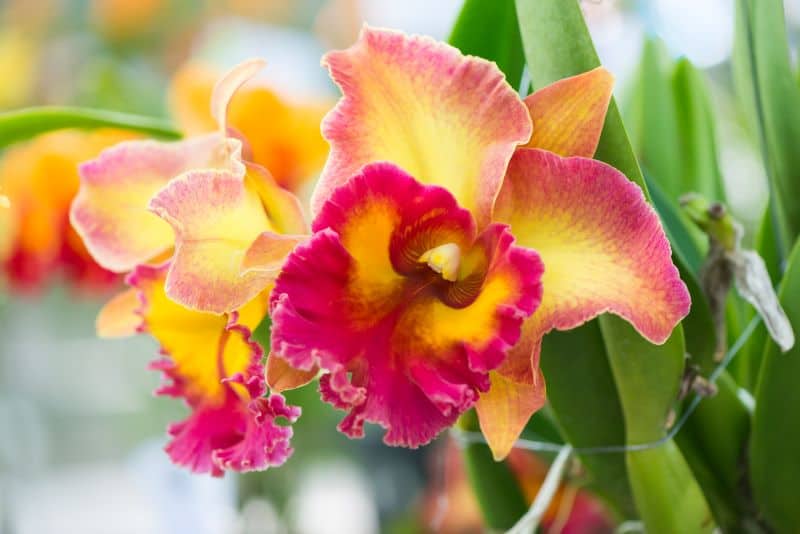 hybrid cattleya for growing orchid plants