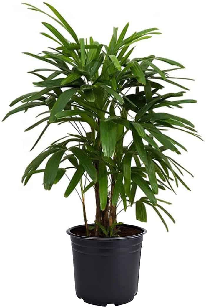 air purifying indoor plant broadleaf lady palm