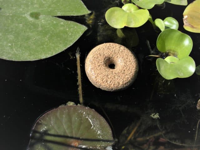 a mosquito dunk BTI donut floats in a pond