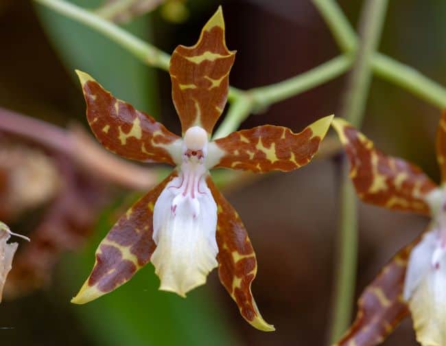 oncidium dancing lady orchid