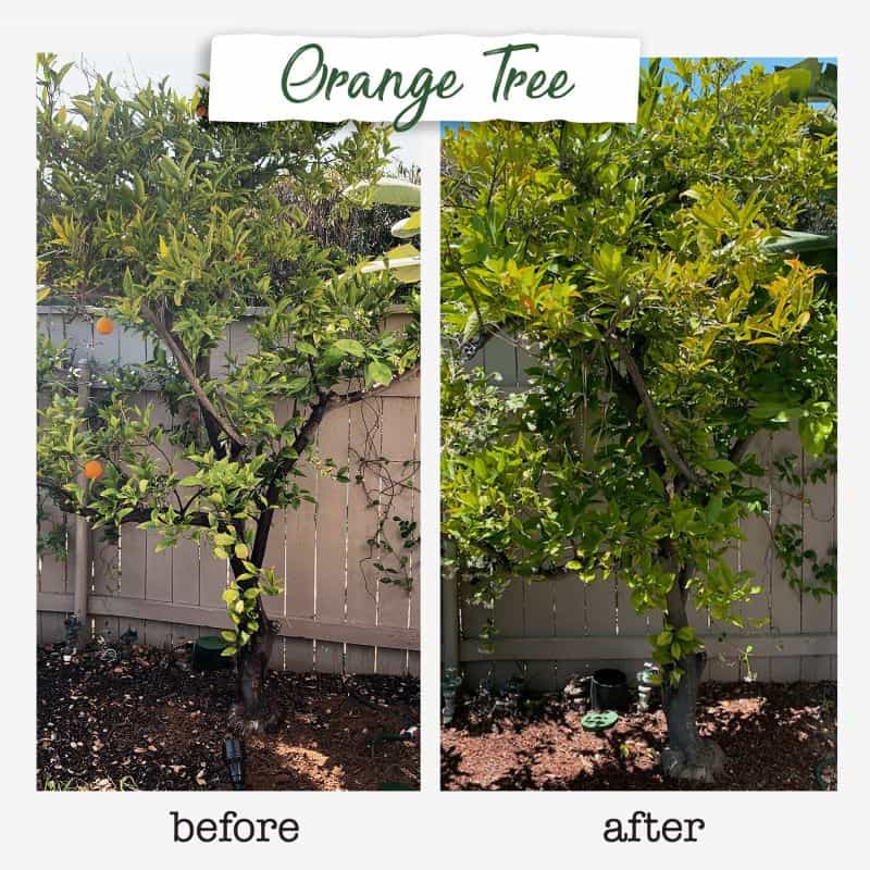 deep root tree watering before and after photos