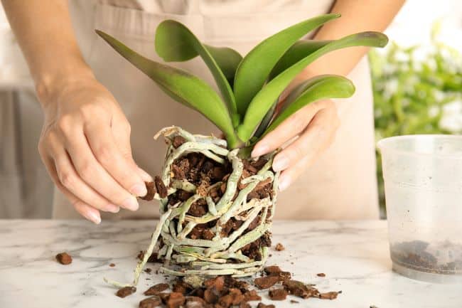 an orchid plant with roots being repotted