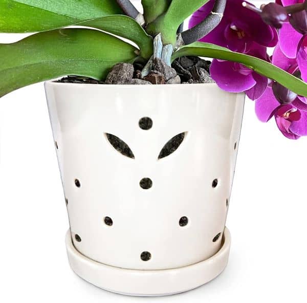 an orchid plant pot with drainage holes