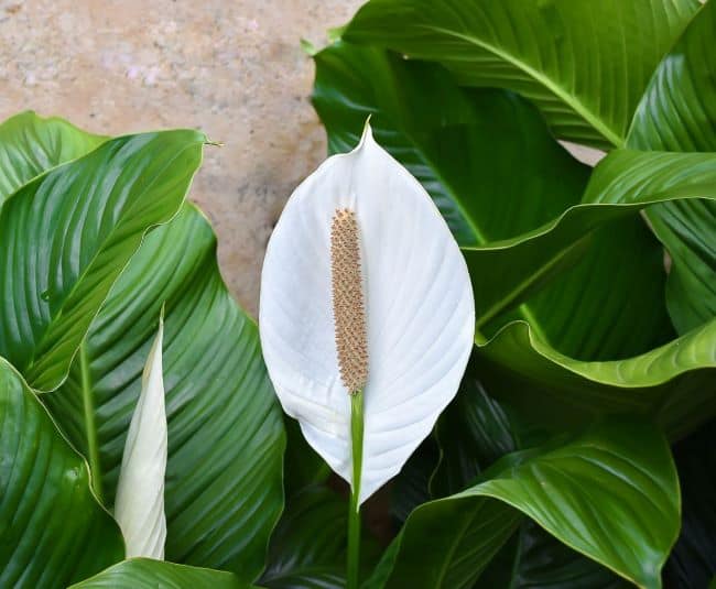 A peace lily is a beautiful plant that helps remove indoor air contaminants.