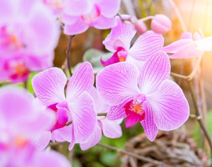 purple and white phalaenopsis orchids growing on a plant